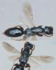 Epyris marshalli